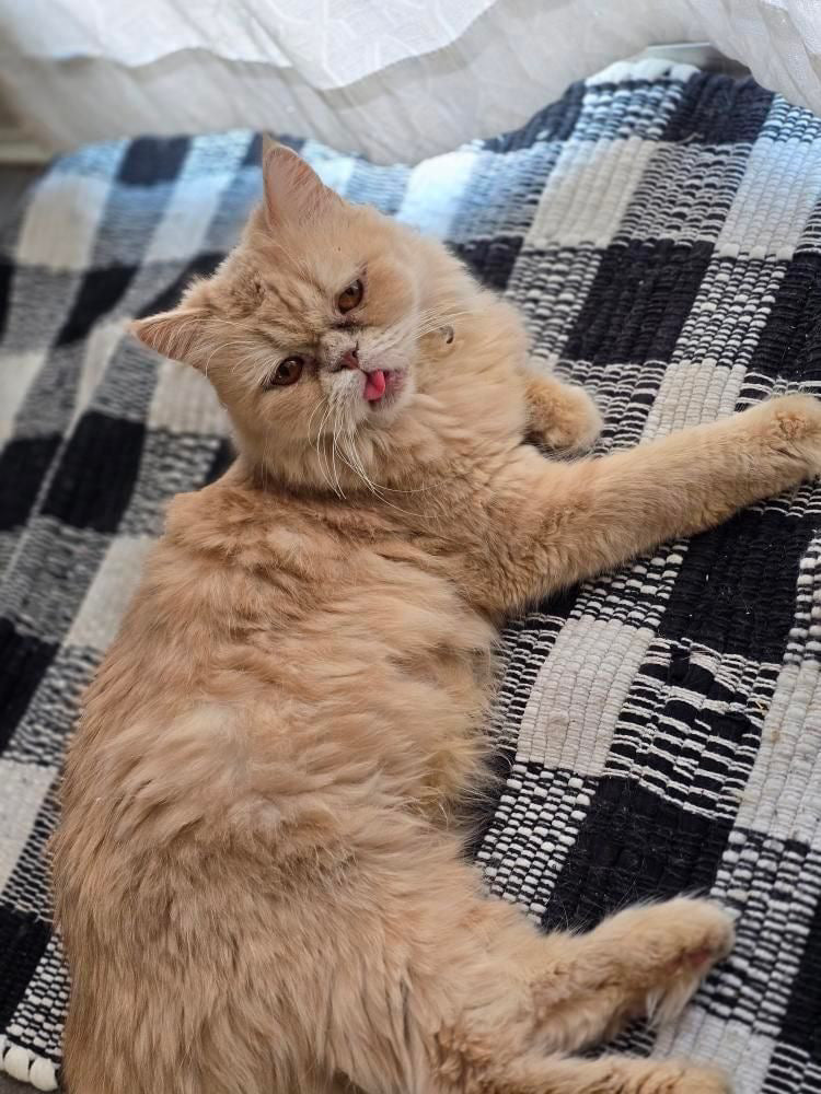 Sponsor Peaches